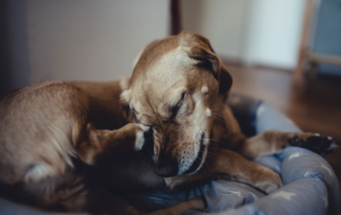 8 Effective Flea Treatments for Your Beloved Canine