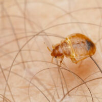 13 Things You Should Know about Bed Bugs Infestation