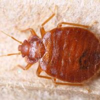 Home Remedies and Tips for Bed Bug Infestation