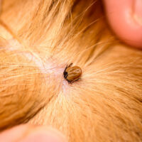 5 effective ways to treat fleas and ticks in dogs