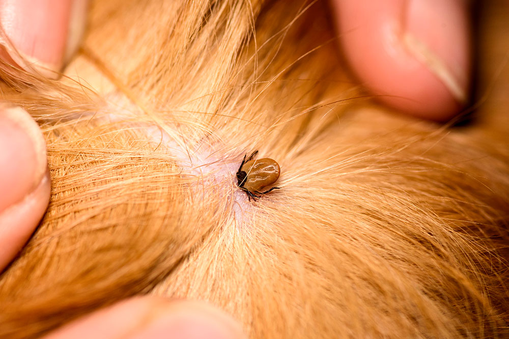 5 effective ways to treat fleas and ticks in dogs