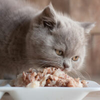 4 human foods that are safe for cats