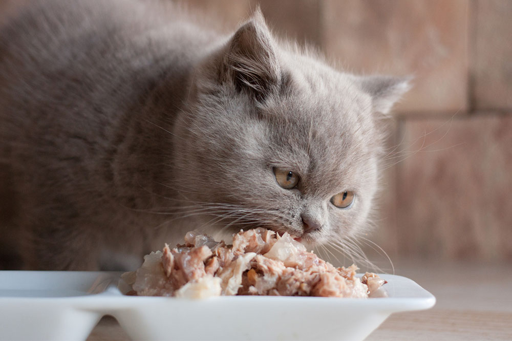 4 human foods that are safe for cats